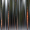 Banff Lodgepole Pines